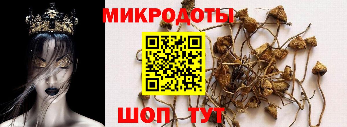 Псилоцибиновые грибы Cubensis Нижний Новгород
